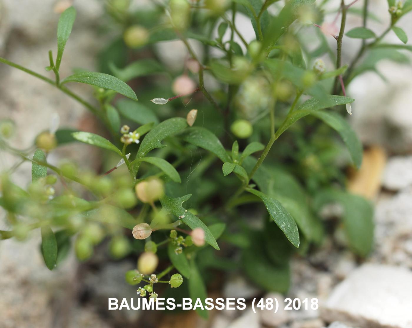 Chamois cress, [Prostrate] leaf